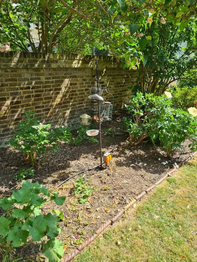 Deep cottage border with roses and geraniums: the garden before