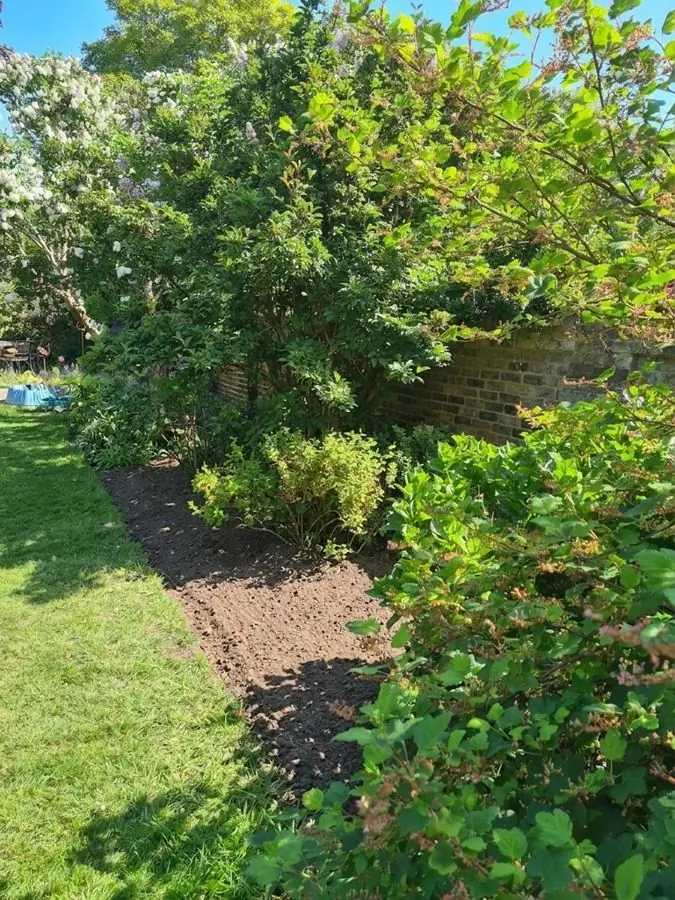 A bare soil border along a lawn under large shrubs, before the redesign