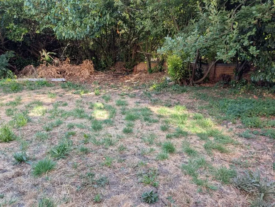 Grasses and daisies round a stone path: the garden before