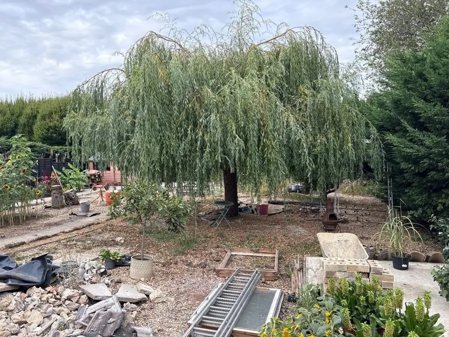 Gravel circle round a weeping willow: the garden before