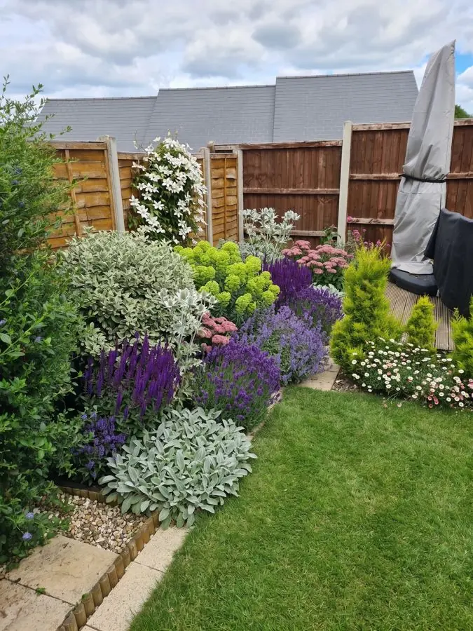 Border of lavender and silver leaves by a lawn, redesigned
