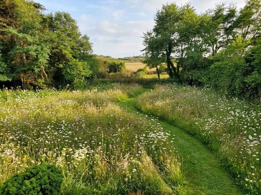 Meadow with a mown path, redesigned