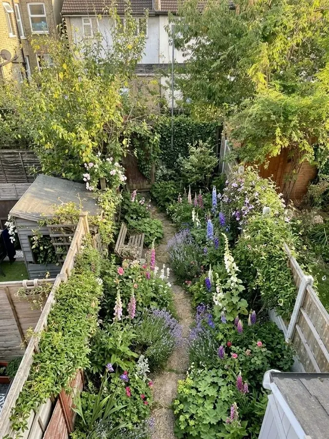Narrow path through foxgloves, an idea for an overgrown garden