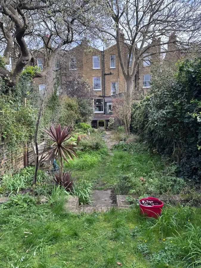An overgrown lawn with a spiky shrub in a long town garden, before the redesign
