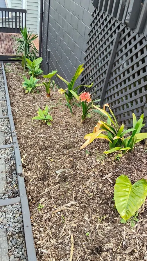 A narrow bark bed with a few young plants by a trellis fence, before the redesign