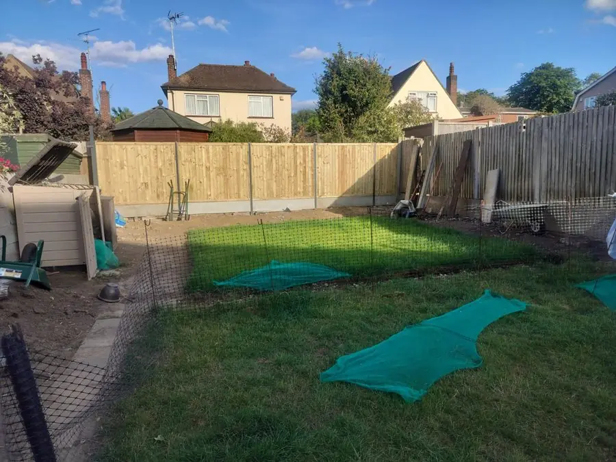 A patchy new lawn under netting with bare soil by a new fence, before the redesign