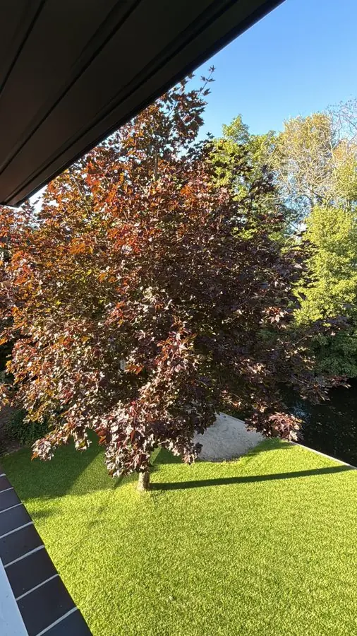 Bright artificial grass under a copper leaved tree, before the redesign