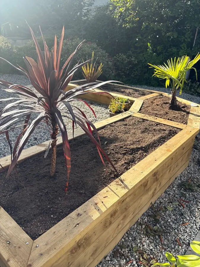 A new raised sleeper bed of bare soil with one cordyline, before the redesign