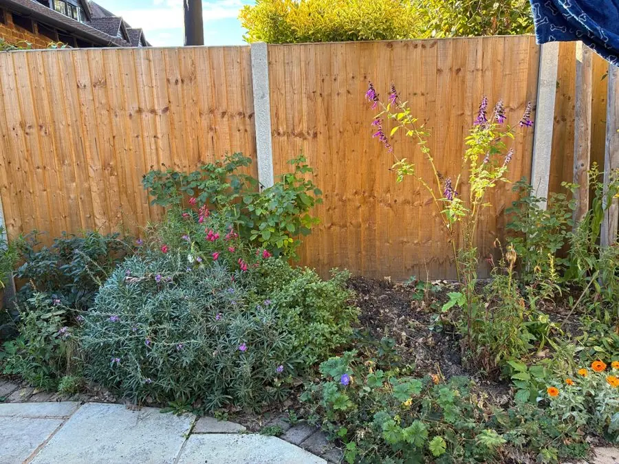 A fence corner with a sparse mixed border and bare soil, before the redesign