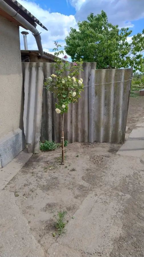 A bare concrete corner with a young standard tree by a fence, before the redesign