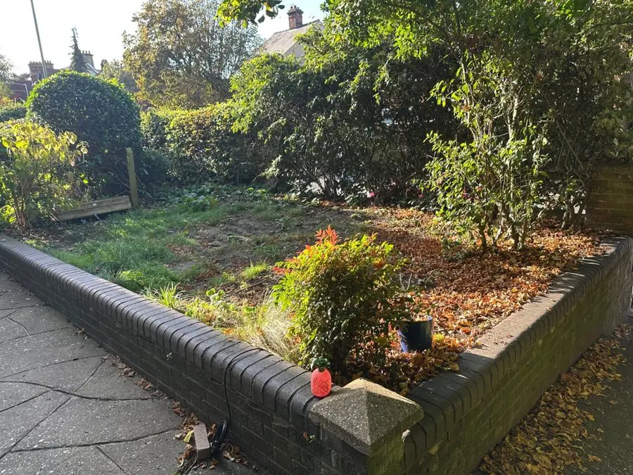 A raised brick bed of bare soil, fallen leaves and overgrown shrubs, before the redesign