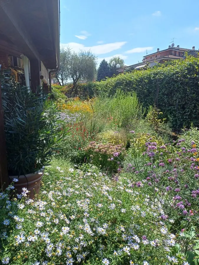 A crowded bed of white daisies and flowers beside a house, before the redesign