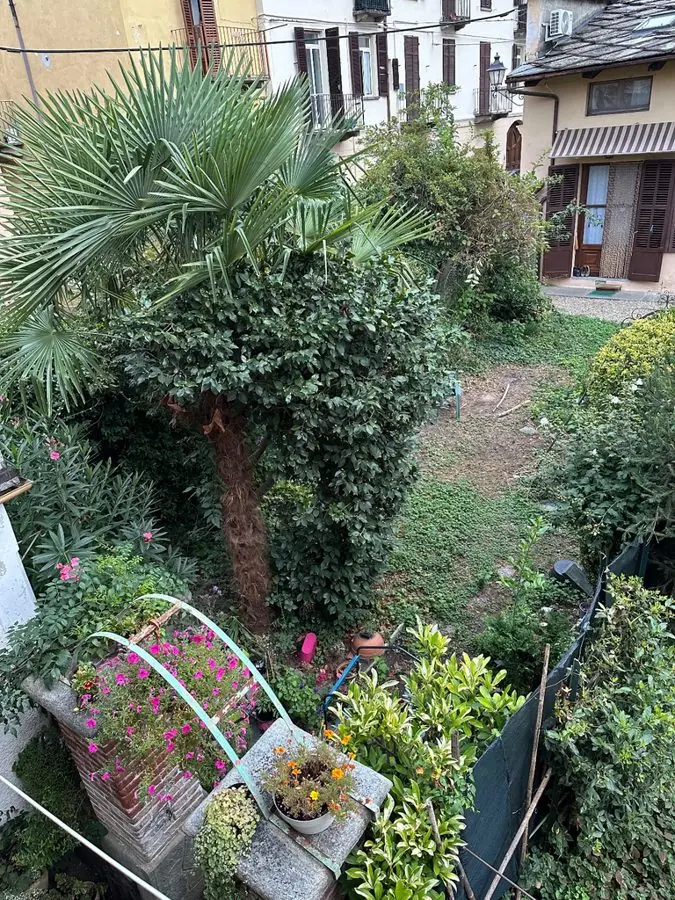 An overgrown town garden with a palm and potted plants, from upstairs, before the redesign
