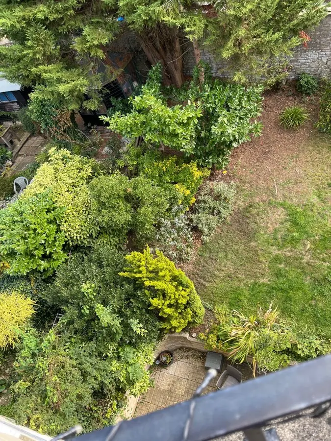 An overgrown sloping garden of conifers and shrubs, seen from upstairs, before the redesign