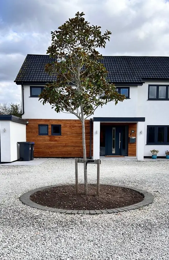 A young tree in a round bare bed on a gravel drive, before the redesign
