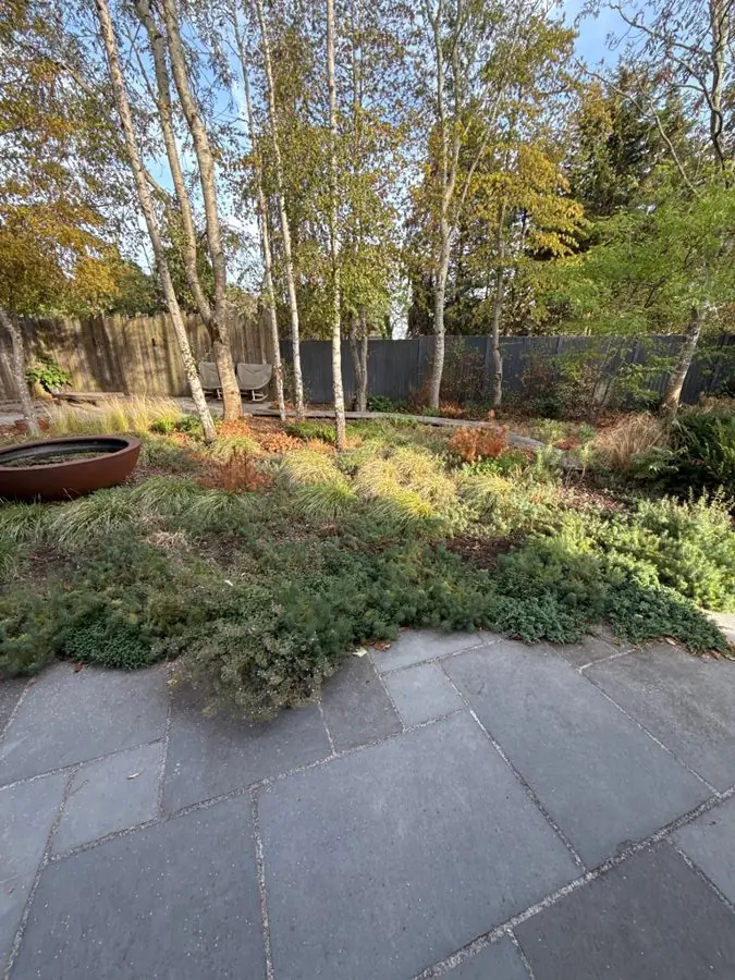 Low ground cover beside a slate patio under birch trees, before the redesign