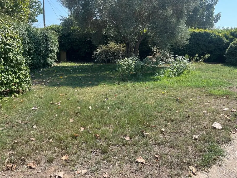 A worn, patchy lawn with a tree and hedges behind, before the redesign