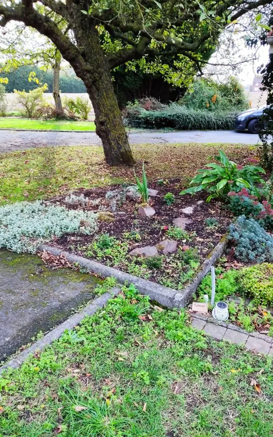 A tired corner bed under a large tree beside a lawn, before the redesign