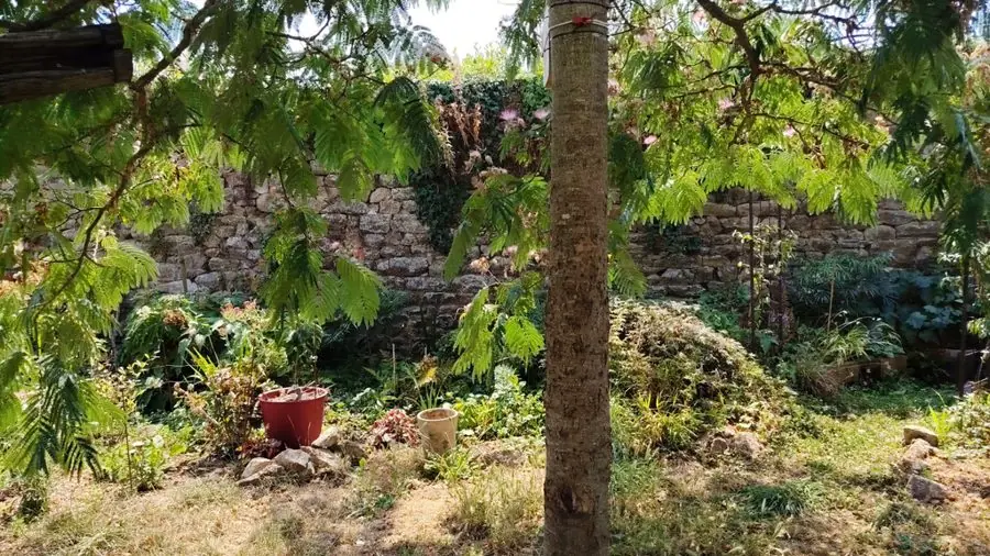 Bare, dry soil under a tree in front of a stone wall, before the redesign