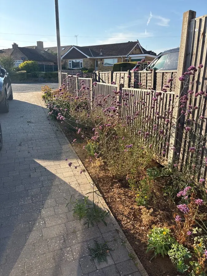 A thin, weedy strip of plants along a fence beside a drive, before the redesign
