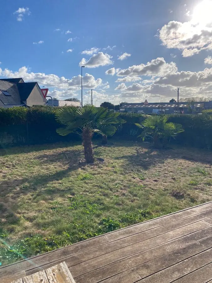 A patchy lawn with a small palm, seen from a deck, before the redesign