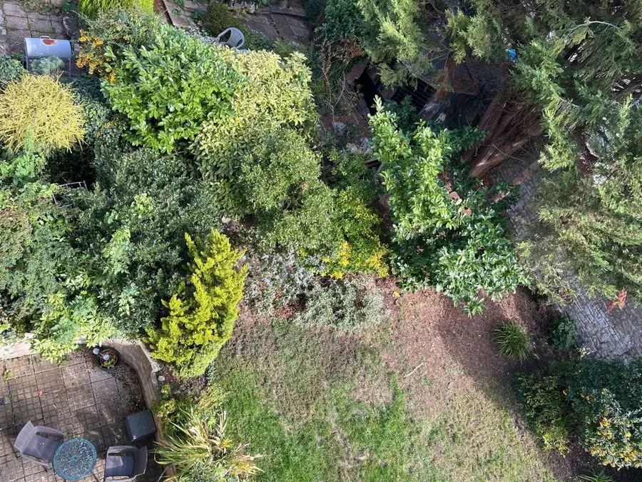 Overgrown conifers and shrubs above a patchy lawn and small patio, before the redesign