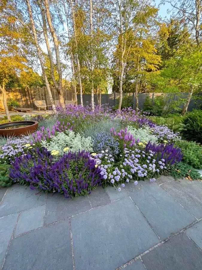A round bed of purple salvias and white flowers beside a slate patio under birches, a flower bed designed with the app