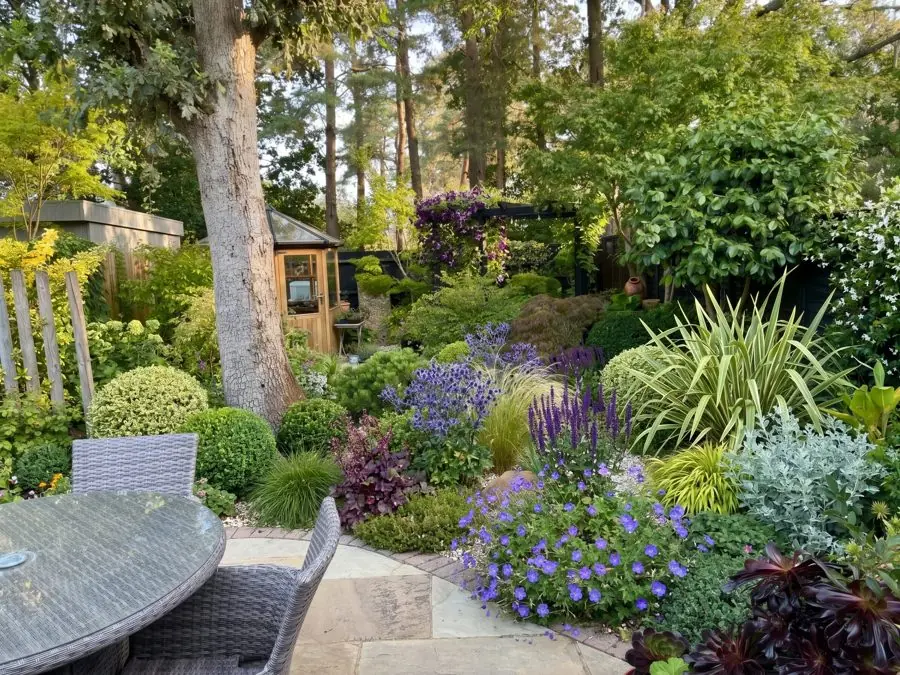 Clipped evergreen balls and a phormium under a tall tree beside a patio, redesigned with the app