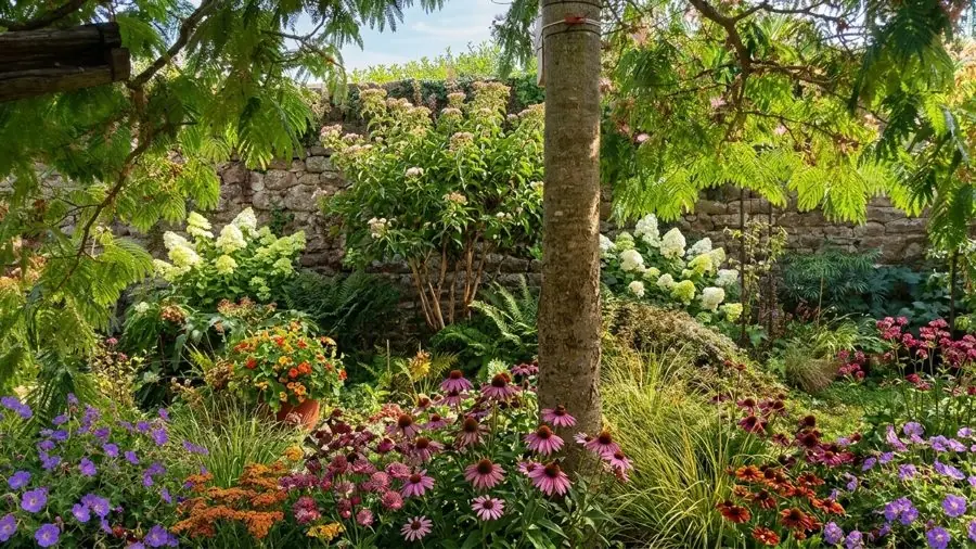 Coneflowers and geraniums under a tree by a stone wall, a flower bed designed with the app