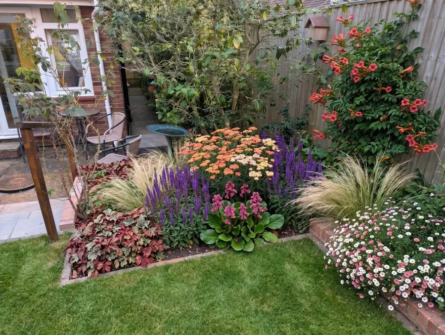 A corner bed of salvias, grasses and heucheras, with a red trumpet vine on the fence, an idea for an overgrown garden