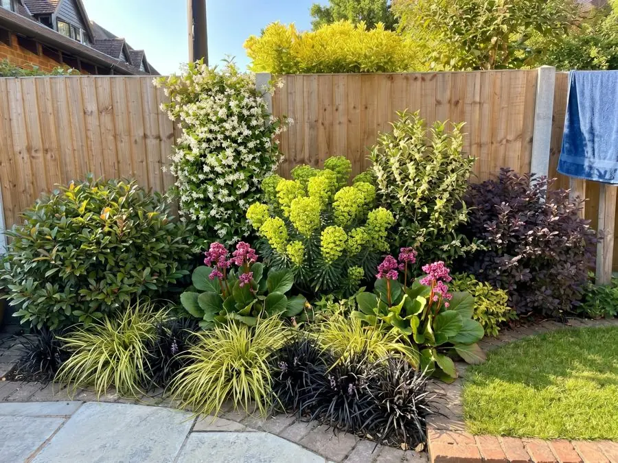 A fence corner planted with pittosporum, euphorbia, bergenia and black mondo grass, an evergreen garden idea