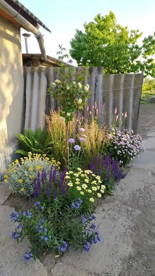 Grasses and daisies in a bare corner, a flower bed designed with the app