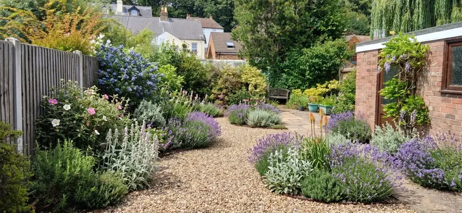 Gravel garden of lavender and silver leaves, a planting design made with the app