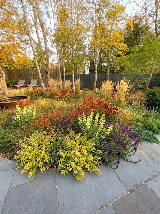 Heleniums and grasses under birch trees, a landscape design made from a photo