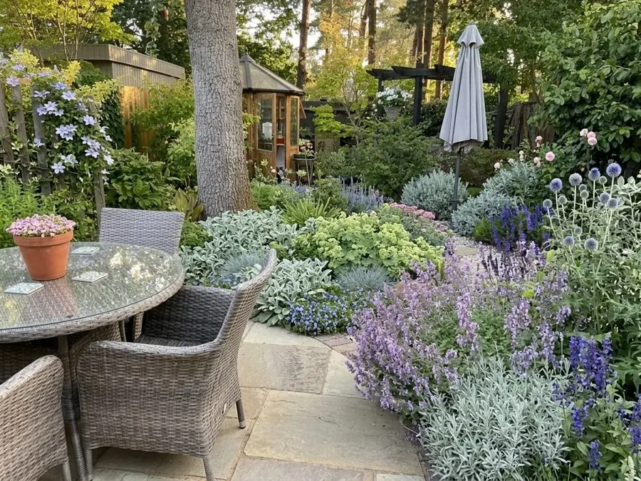 Lavender, silver leaves and blue globe thistles round a patio table under a pine, a low maintenance garden idea