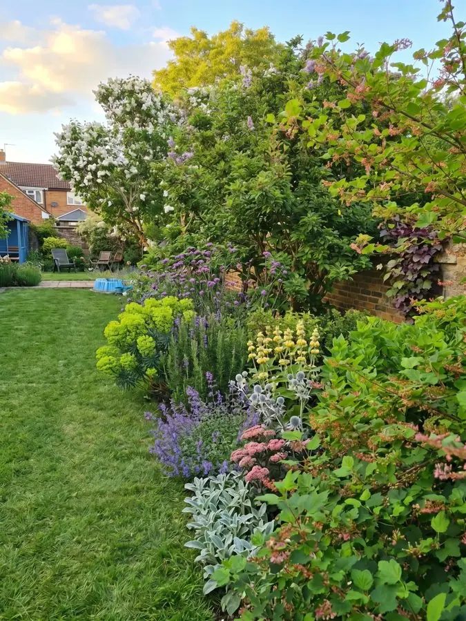 A lawn edged with lavender, euphorbia and silver leaves under a lilac, designed with the app