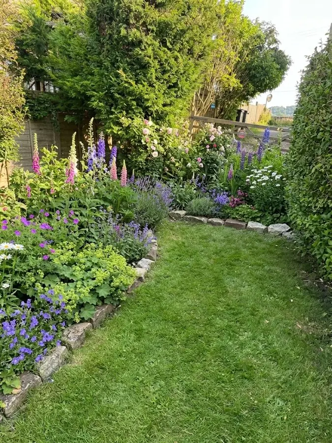 A neat lawn edged with a stone lined border of geraniums and lupins, an idea for an overgrown garden