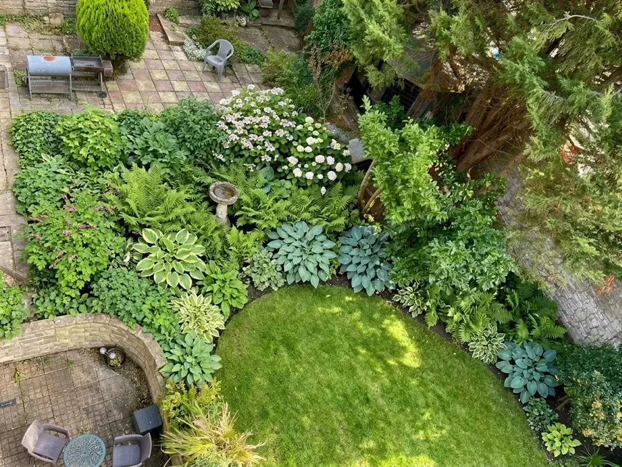 Overgrown shrubs round a lawn replaced by hostas and ferns, a landscape design made from a photo