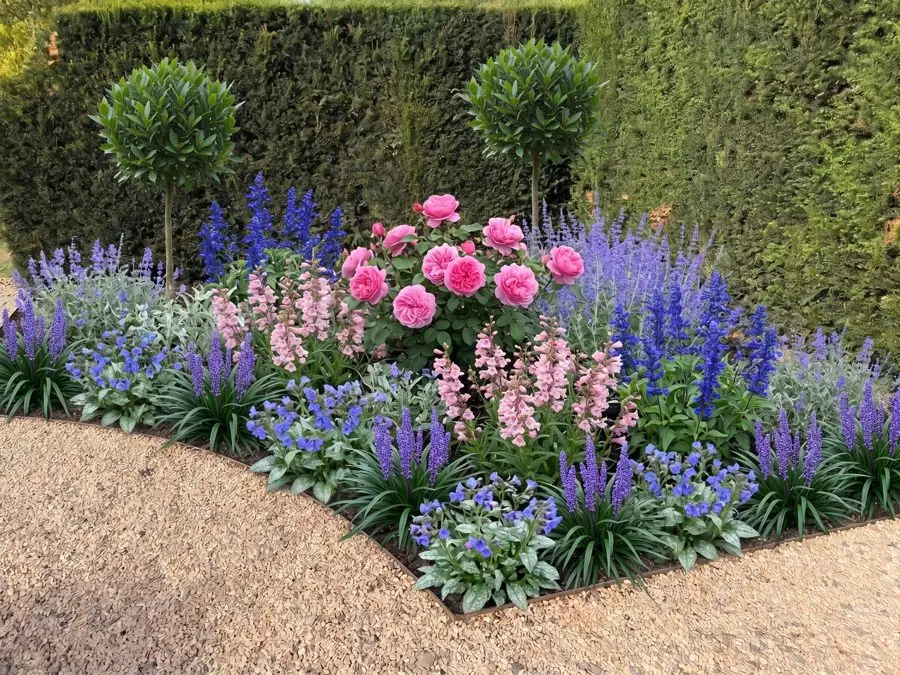 A pair of standard bays behind a border of salvias and roses, a formal garden idea