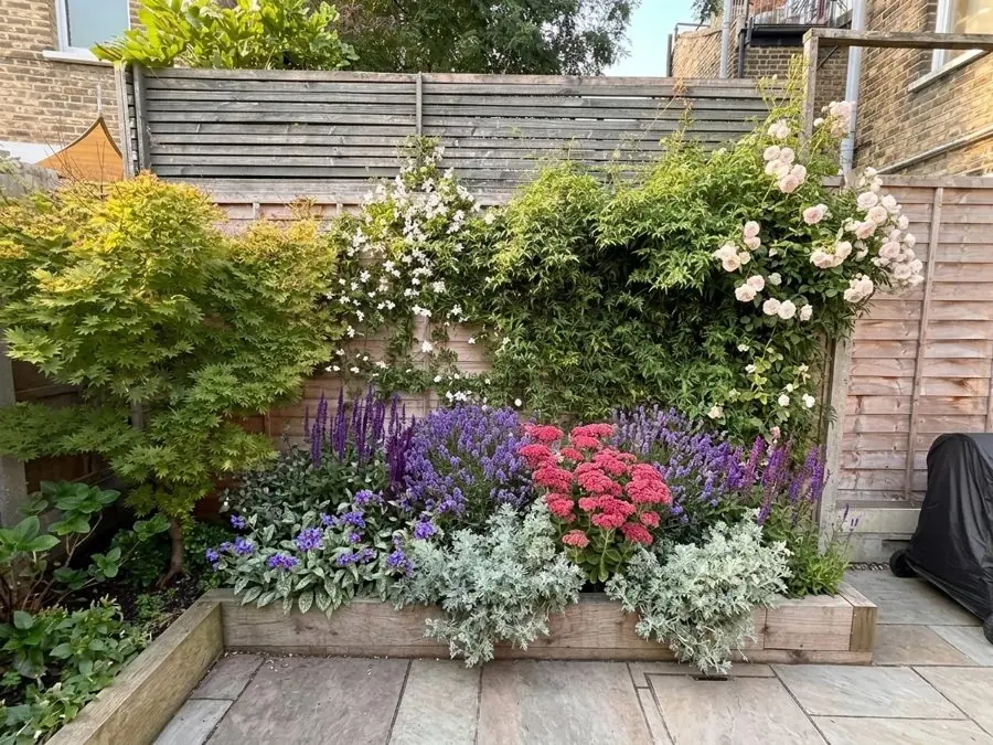 Raised bed of salvias and sedums against a fence, designed with the app