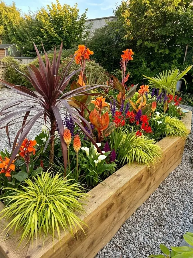 A raised sleeper bed in gravel filled with a cordyline, cannas and golden grass, designed with the app