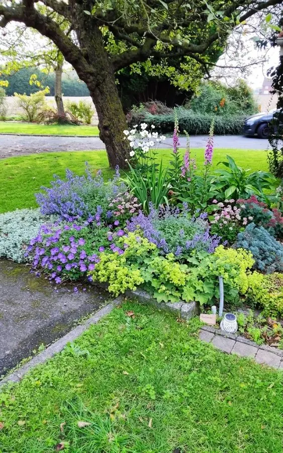 Tired corner bed under a tree filled with catmint and foxgloves, a flower bed designed with the app