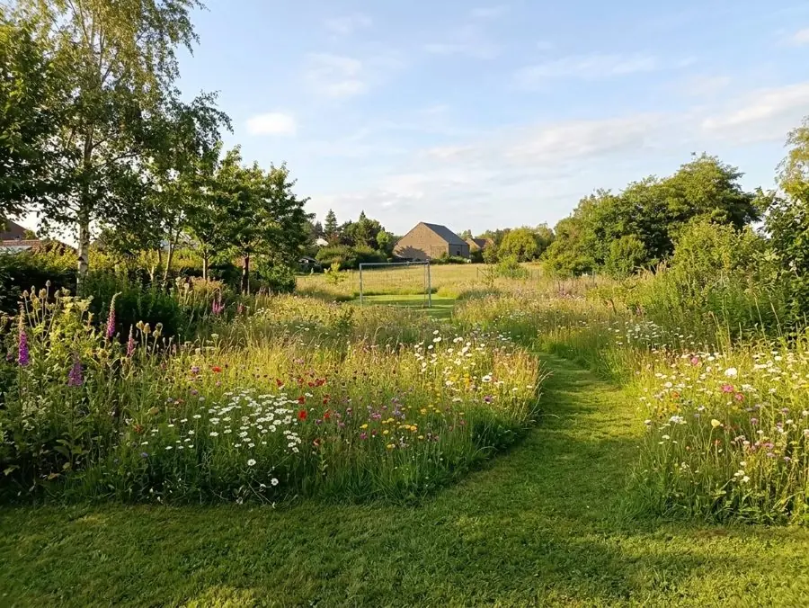 A wildflower meadow with a mown path and young birches, redesigned with the app